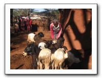 Pst John-Goats